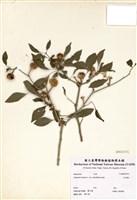 藏品(五彩椒)的圖片